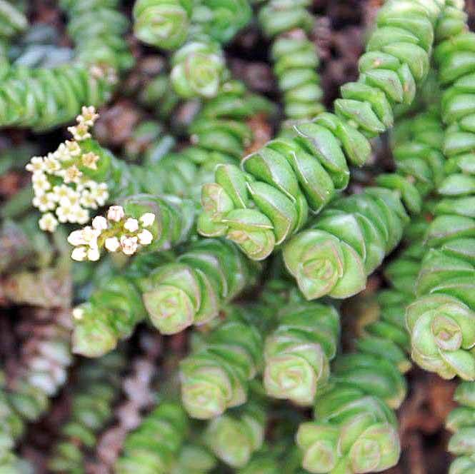 Tom Thumb rosary vine