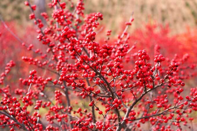 Winter Red berries