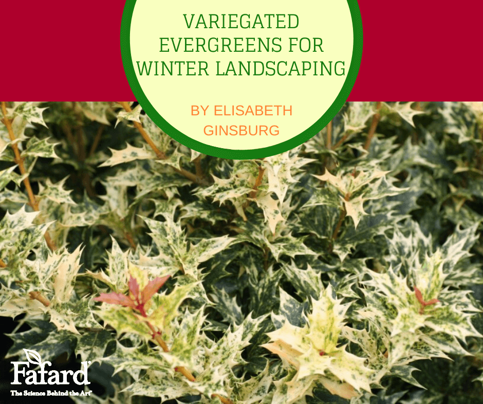 Variegated Evergreens for Winter Landscaping Featured Image