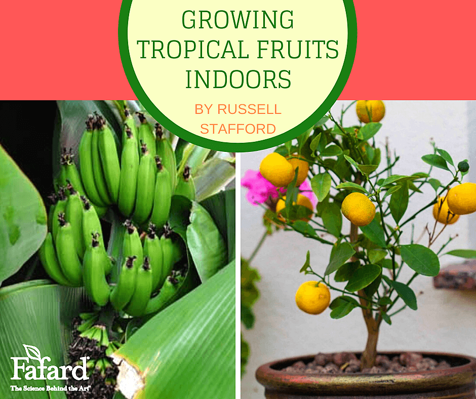 Tropical fruit plants indoors