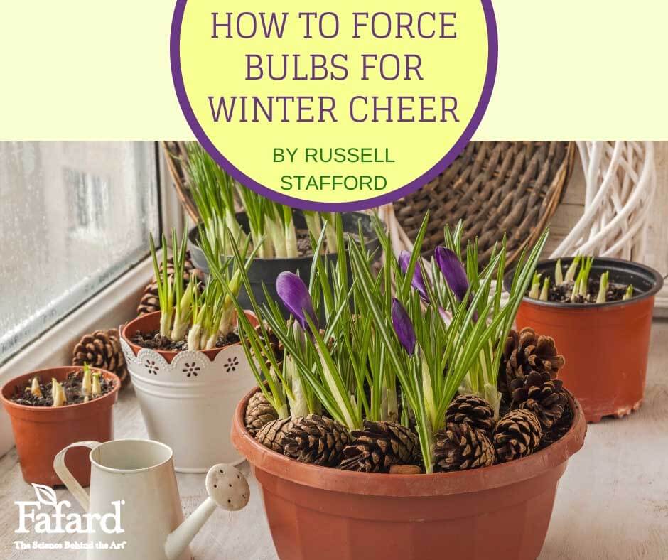 How to Force Bulbs for Winter Cheer Featured Image