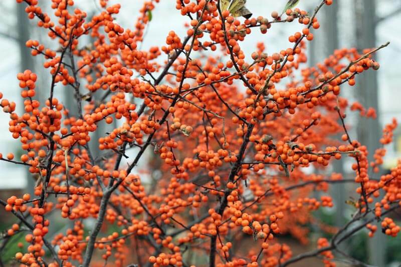 Aurantiaca orange berries
