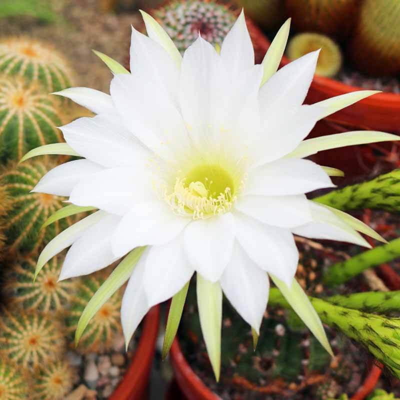 Easter sea urchin cactus