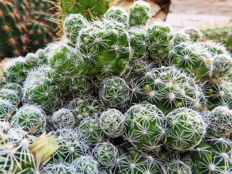 Thimble cacti
