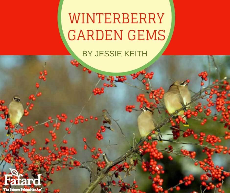 Winterberry Garden Gems Featured Image