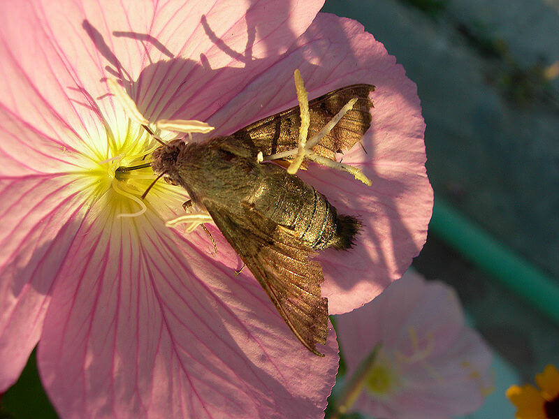 Pink evening primrose (Oenothera speciosa) attracts a hawkmoth in the evening.