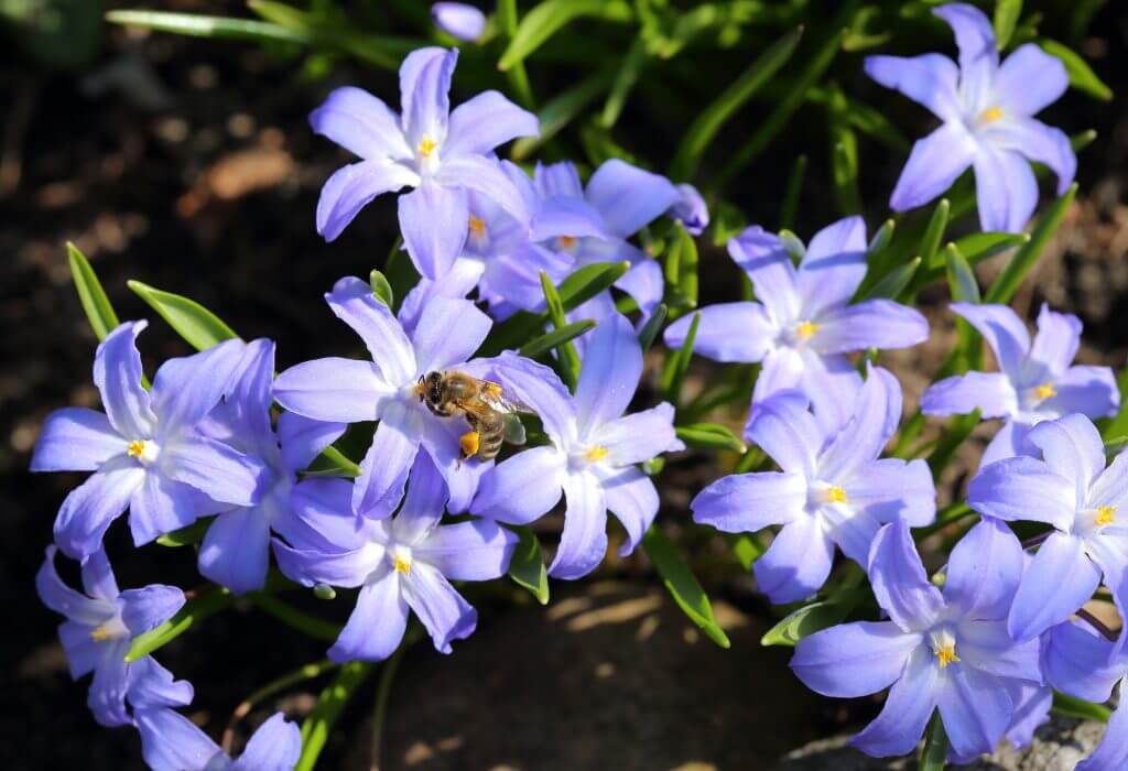 Bee on a Glory-of-the-snow flowers