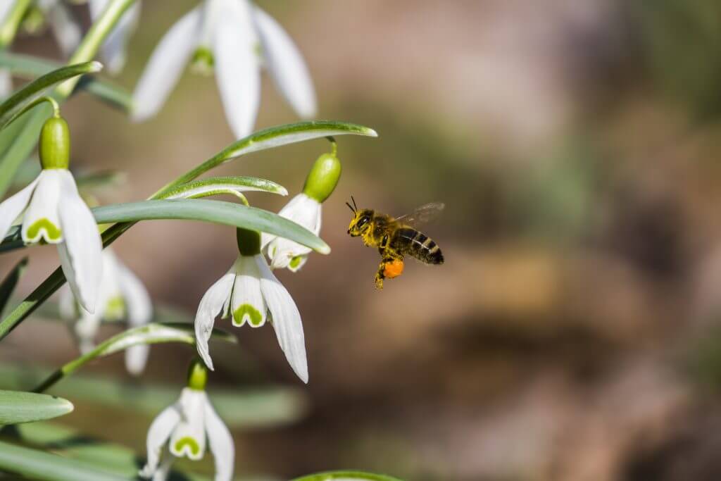 Bee flying towards snowdrops