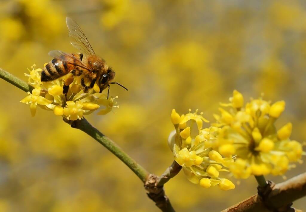 Bee on Cornelian cherry flowers