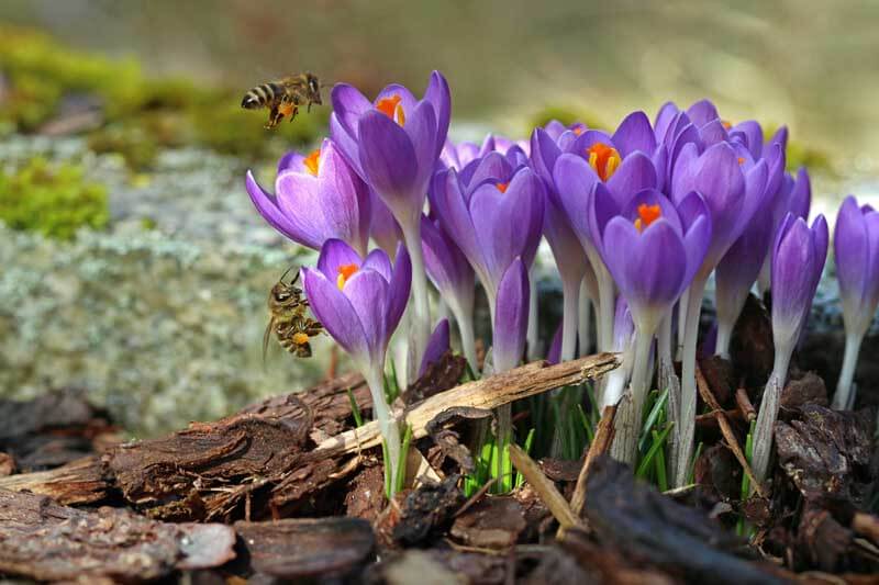 Bees flying over crocuses