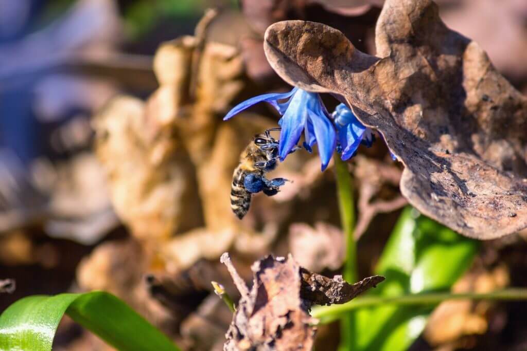 Blue with blue pollen of blue Siberian squill flower