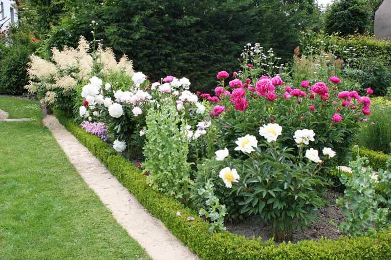 Common garden peonies