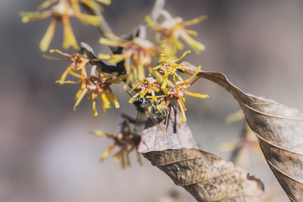 Bee on witch hazel flowers