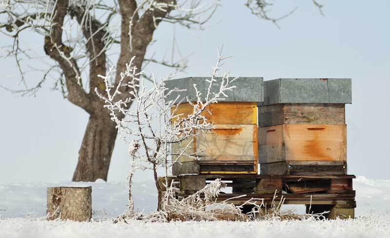 Beehives in winter