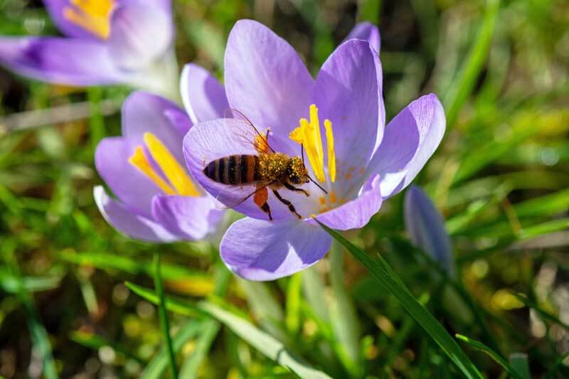 Bee inside crocus