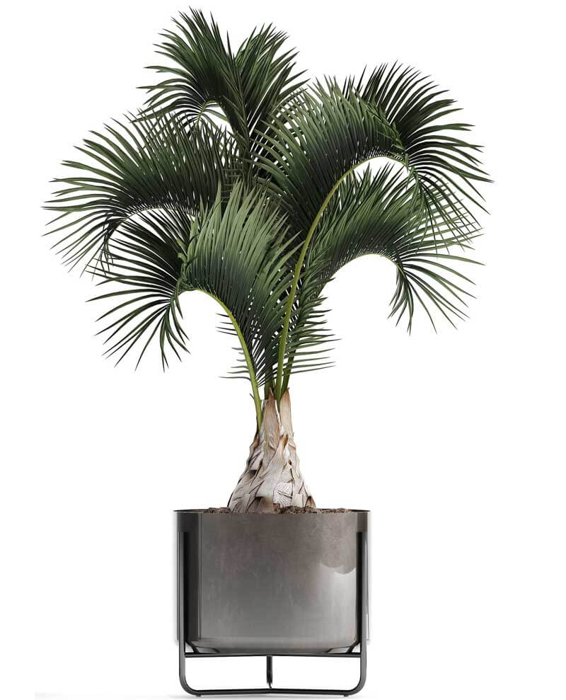 Bottle palm in a modern container