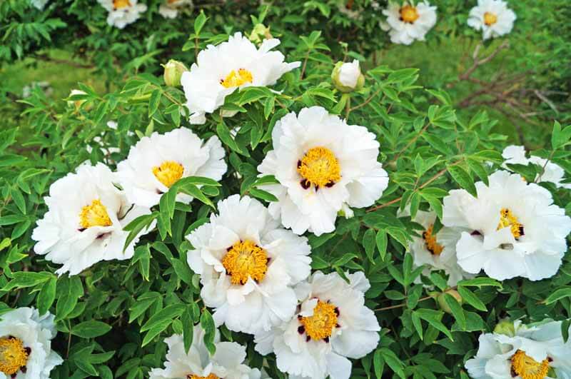 Tree peonies