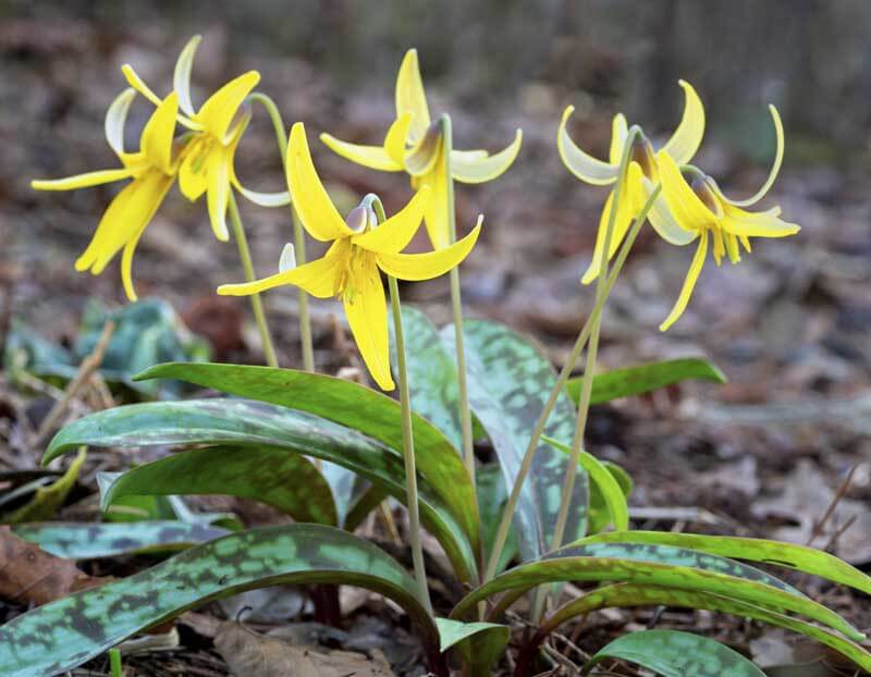 Trout lily (Erythronium americanum)