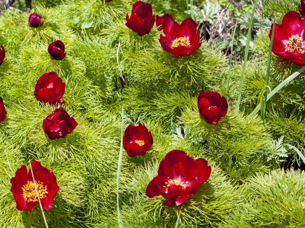 Fern leaf peony