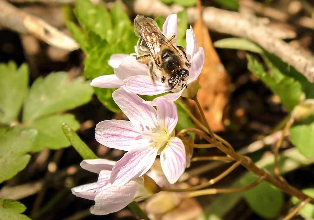 Bee on a North American wildflower