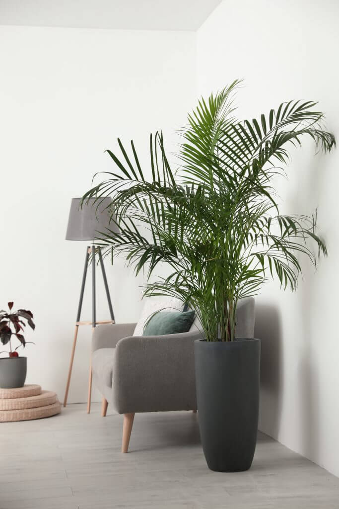 Beautiful potted palm in modern living room