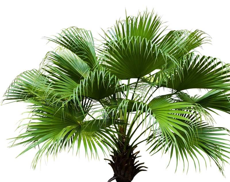 Chinese Fan Palm