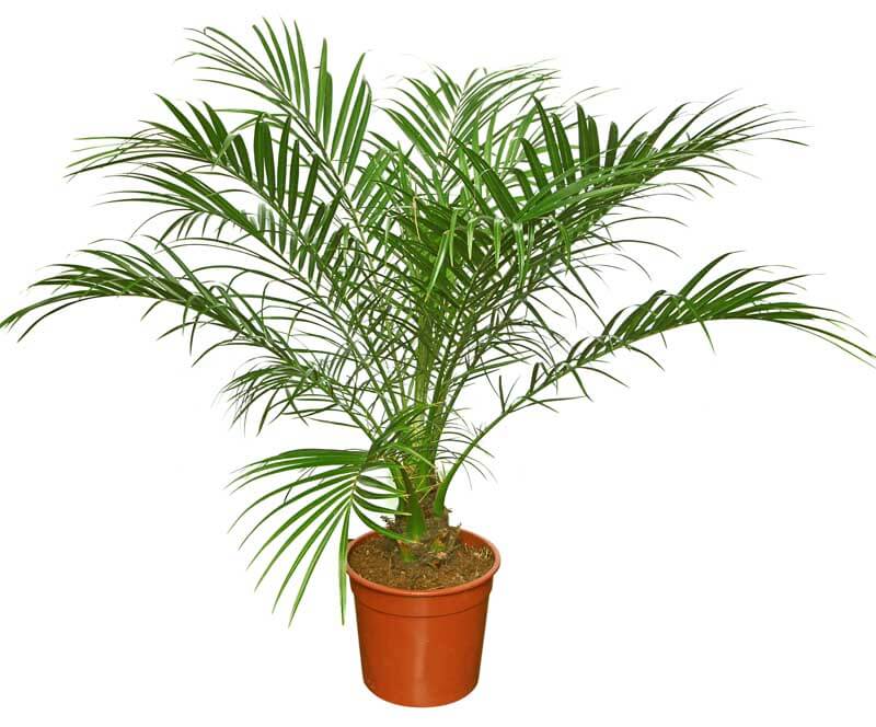 Pygmy Date Palm