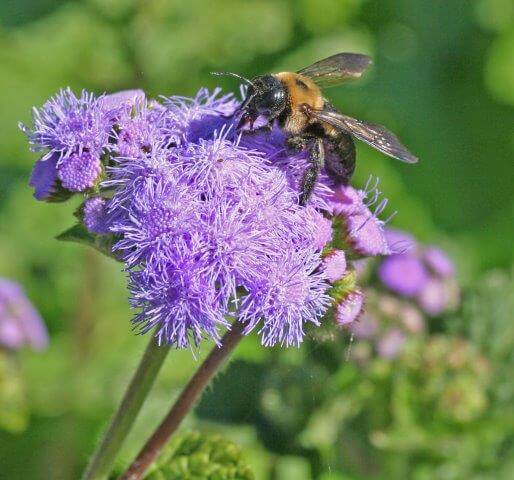 Highly fragrant flowers in blue or yellow shades that are designed for landing are bee favorites.