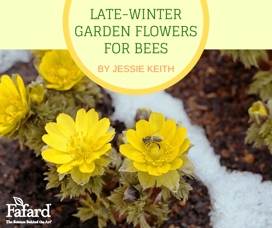 Late-Winter Garden Flowers for Bees Featured Image