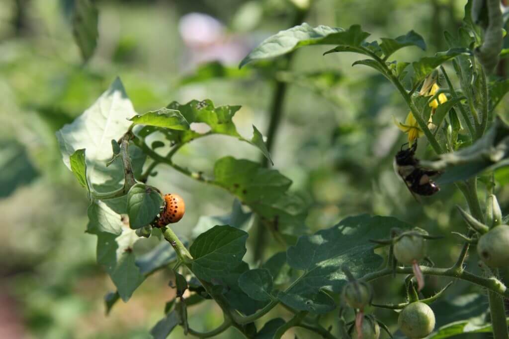 Colorado potato beetle larvae on tomato