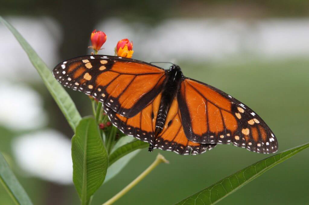 Monarch butterflies love milkweed!