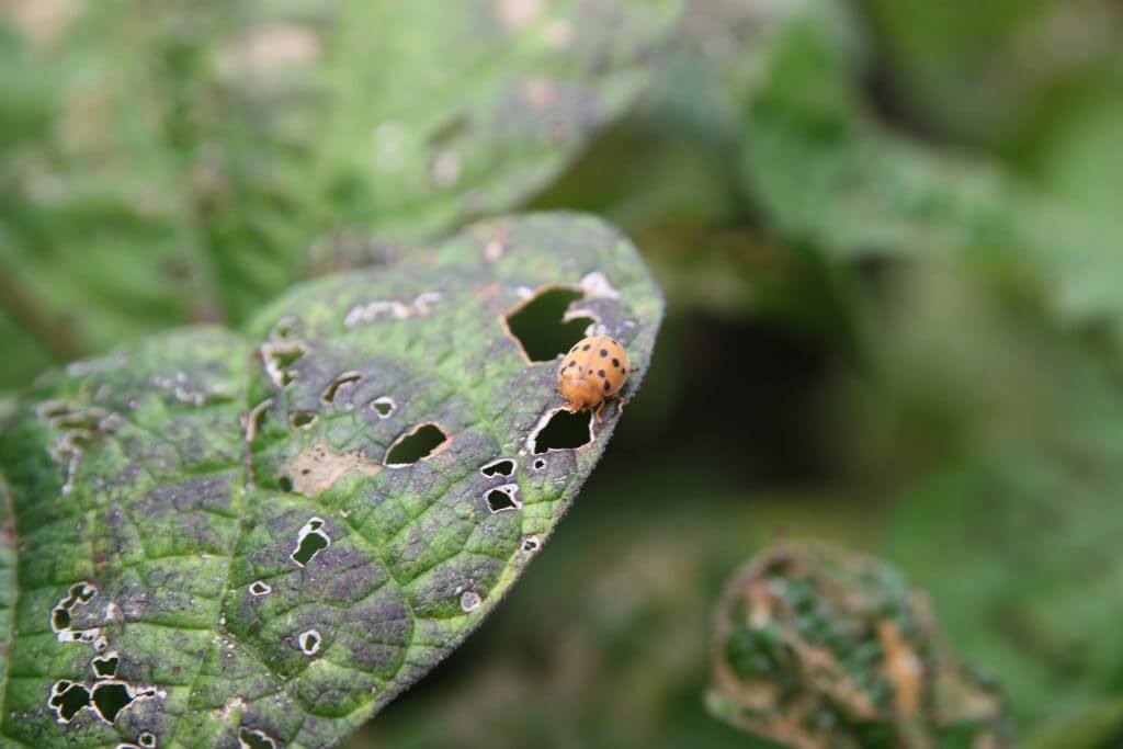 Beetle on damaged leaf
