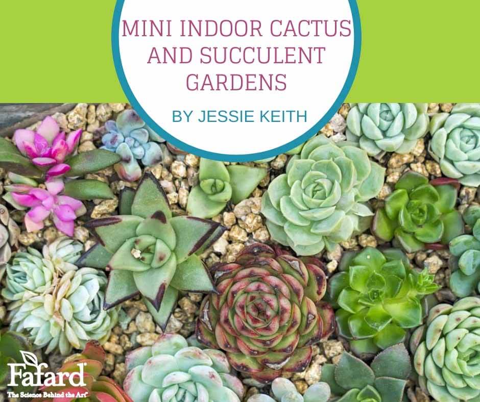 Mini Indoor Cactus and Succulent Gardens Featured Image