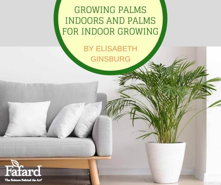 Growing Palms Indoors and Palms for Indoor Growing Featured Image