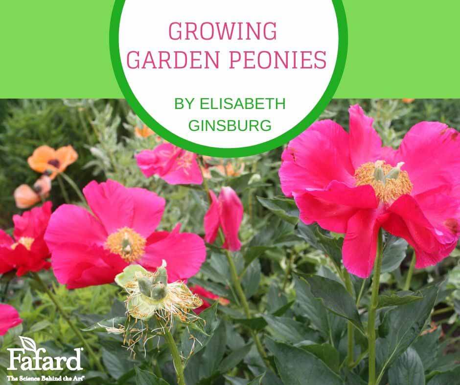 Growing Garden Peonies Featured Image