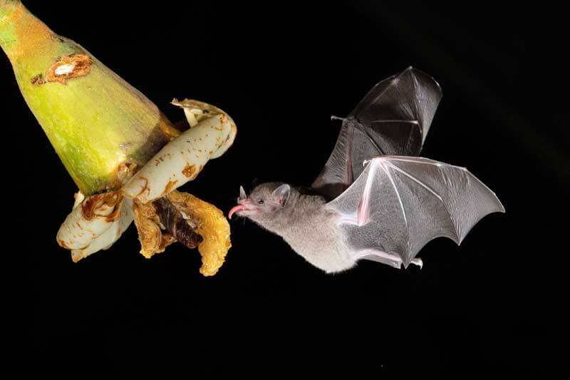 Bats pollinate large, fruity-smelling flowers with lots of nectar.