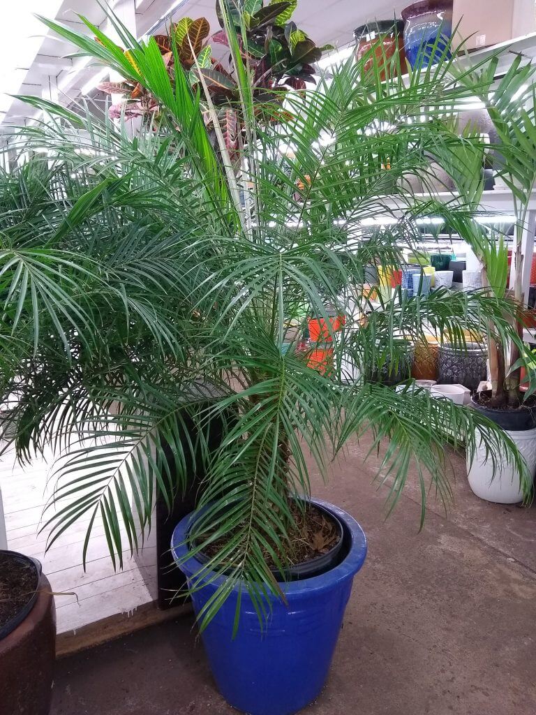 Indoor palm tree