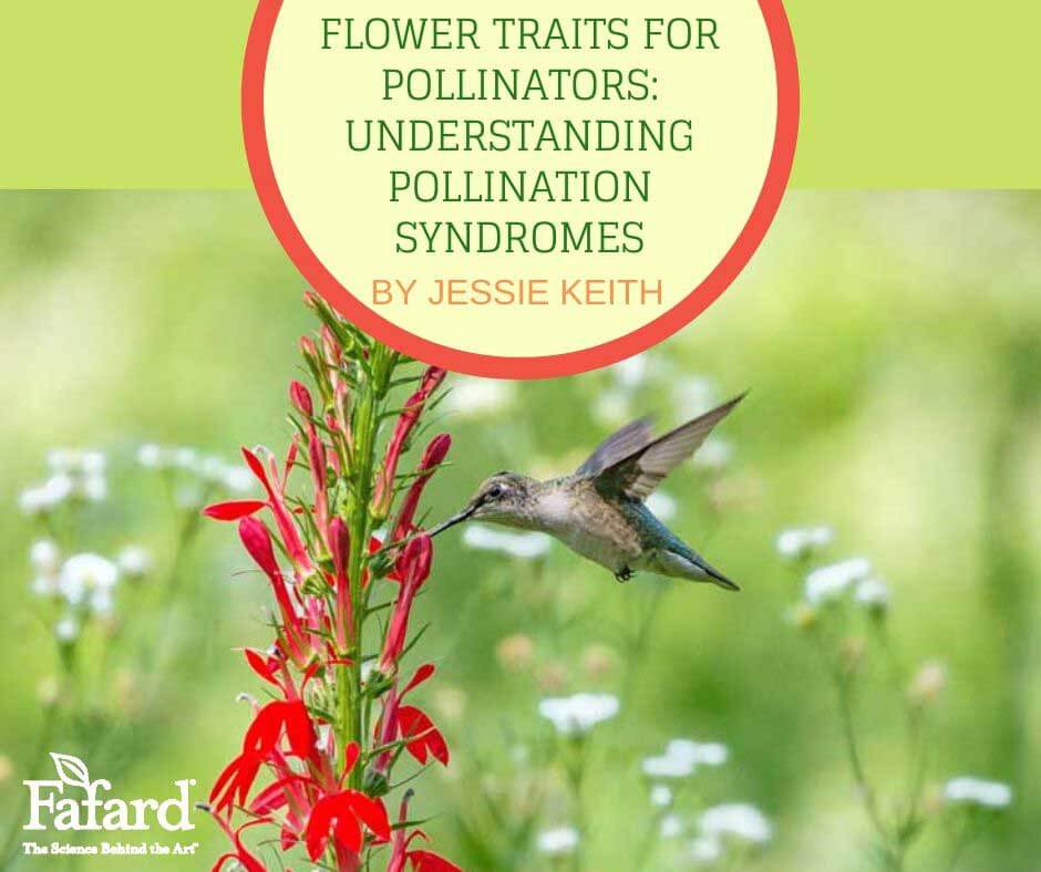 Flower Traits for Pollinators: Understanding Pollination Syndromes Featured Image