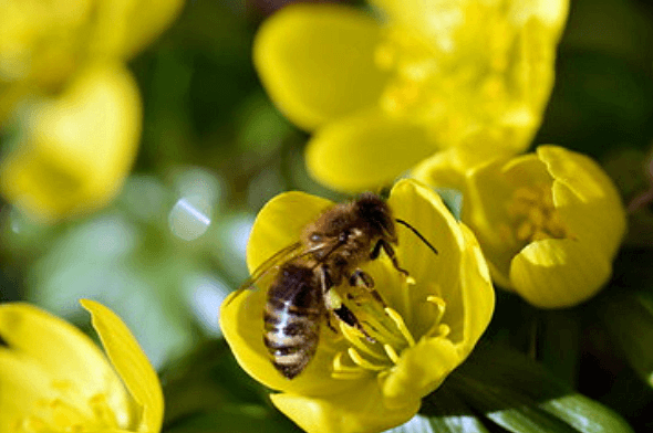 Bee on buttercup-yellow flower