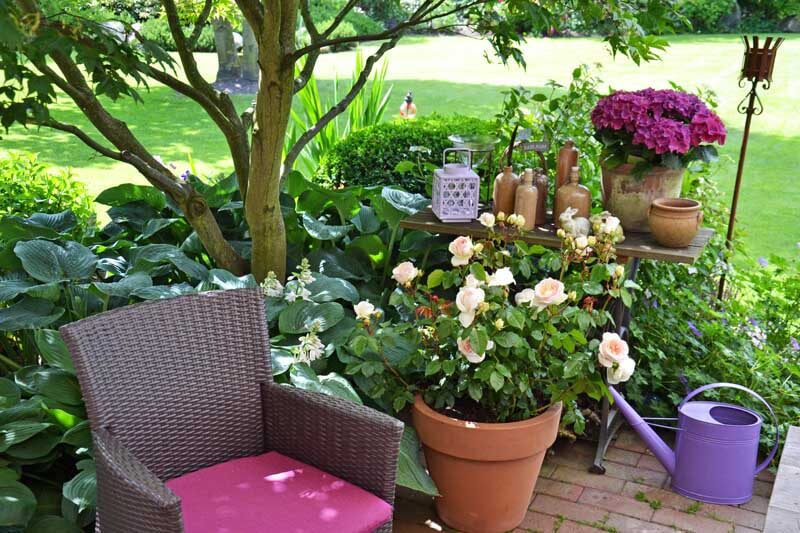 Compact English patio roses