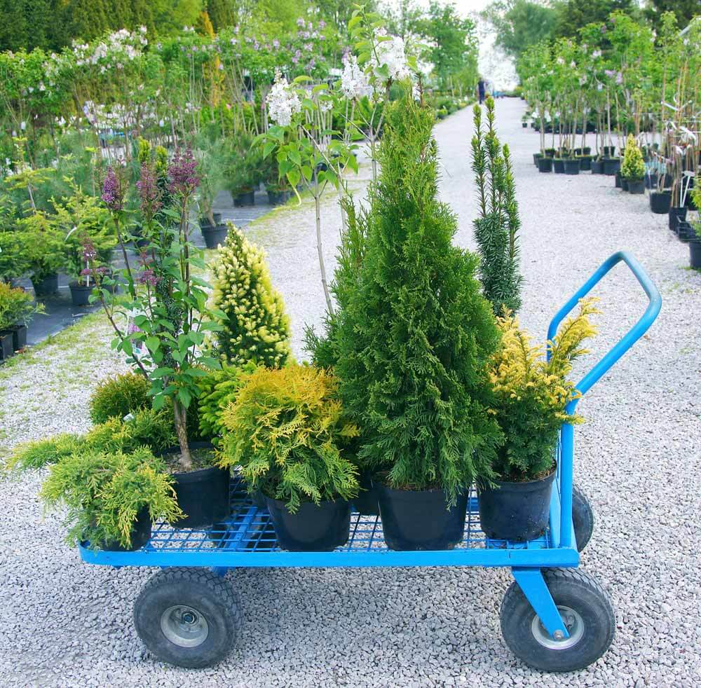 Trolley with 'compact' shrubs