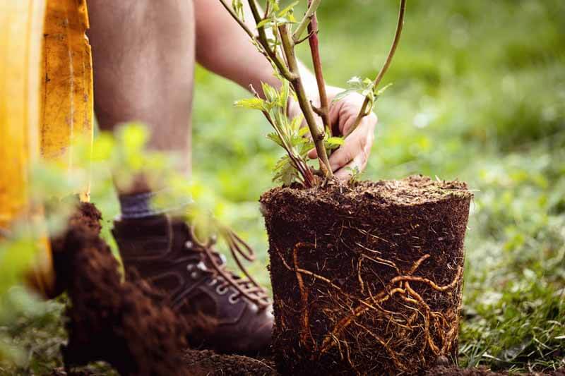 Pot-bound plant roots