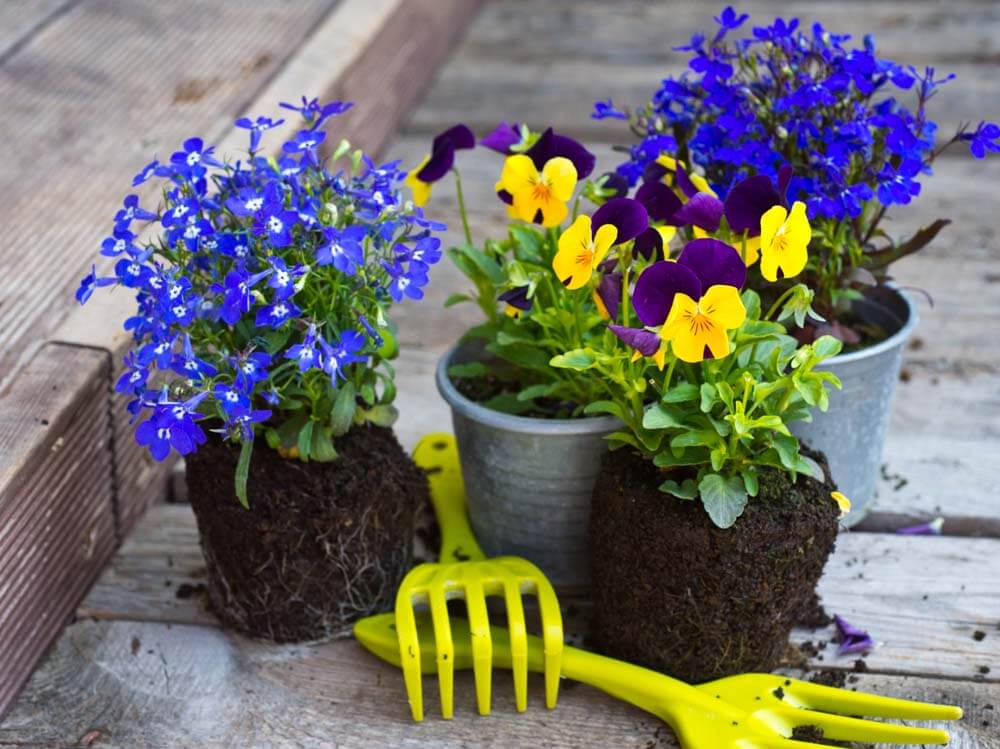 Trailing lobelias with pansies