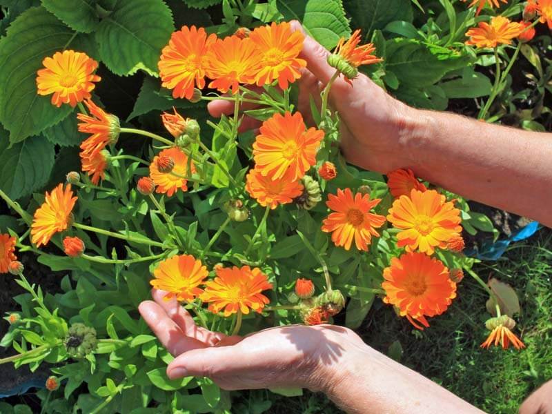 Calendula flowers