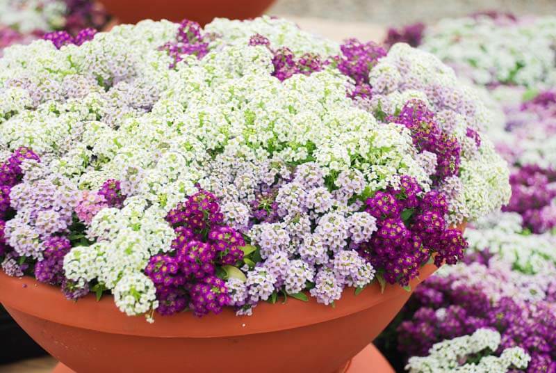 Easter Bonnet sweet alyssum