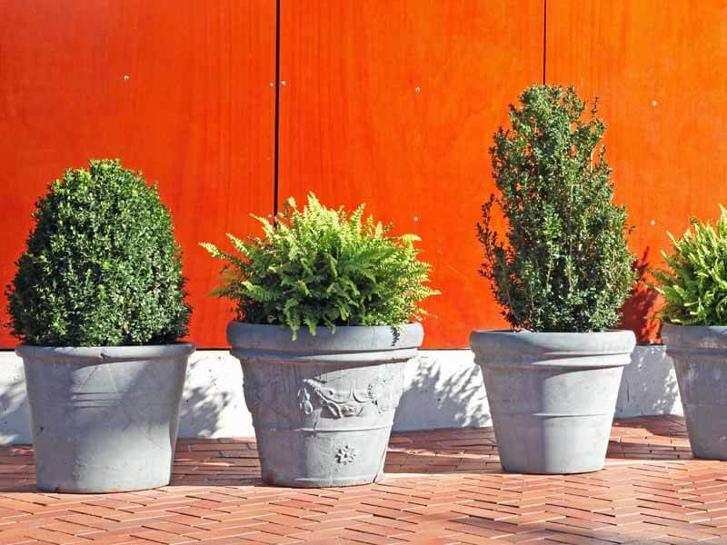 Simple potted boxwoods (shown with potted Boston ferns)