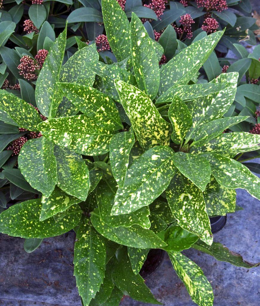 Dwarf variegated aucuba