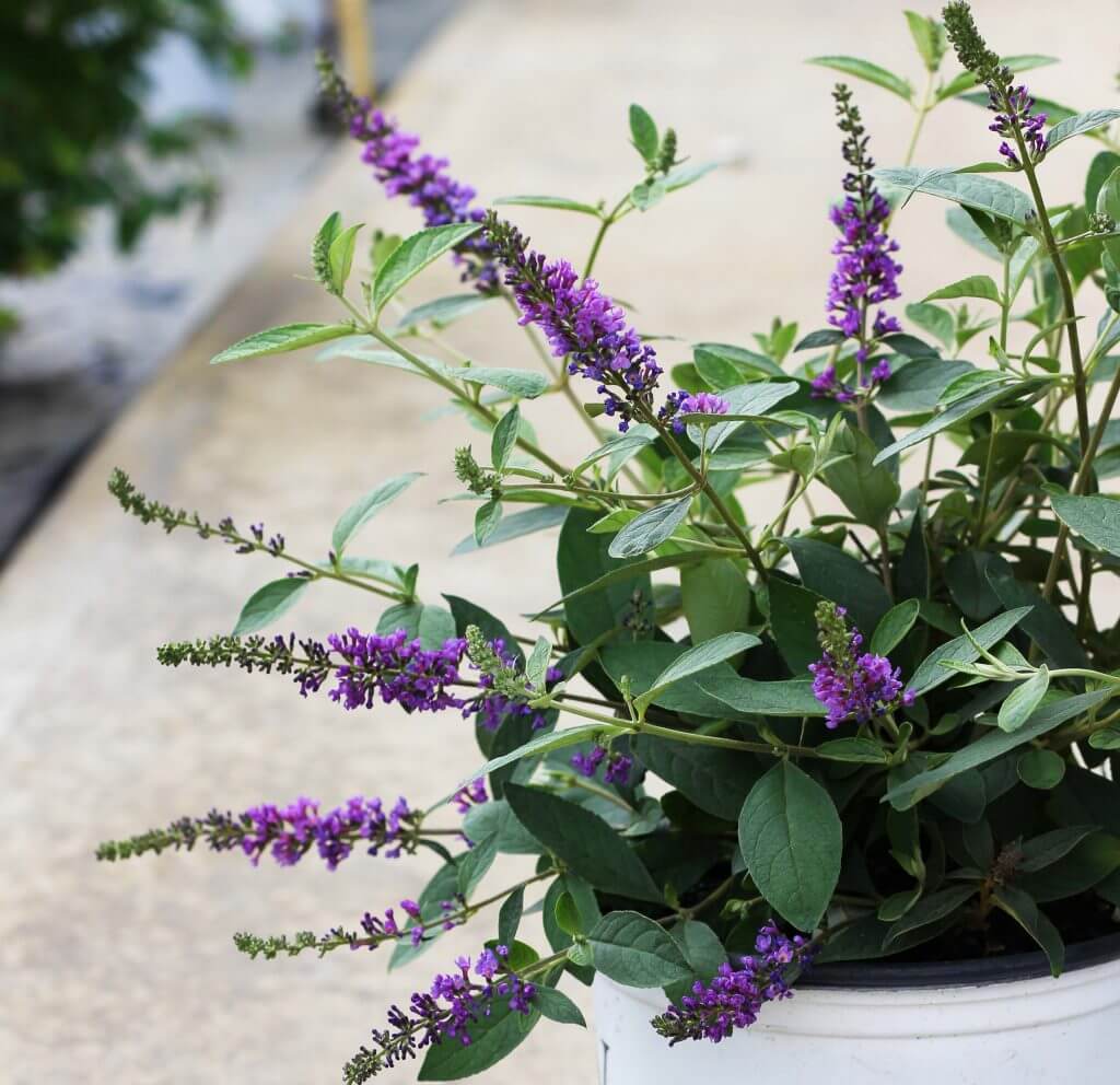 Buddleia Lo & Behold® Blue Chip Jr. (Image thanks to Proven Winners®)