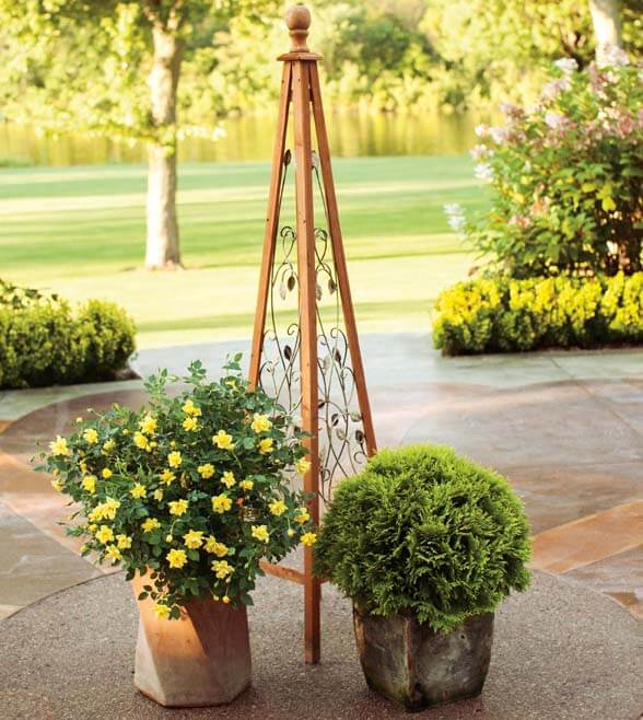 Anna’s Magic Ball® arborvitae and Oso Easy® Lemon Zest rose (Image thanks to Proven Winners®)