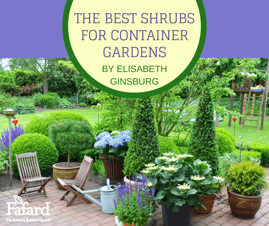 Fafard The Best Shrubs For Container Gardens - Best Container Plants For Sunny Patio